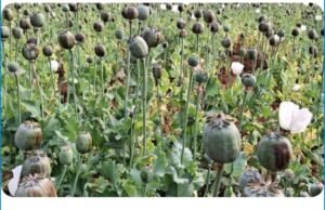 बलरामपुर ब्रेकिंग बलरामपुर जिले में अफीम का खेती का बड़ा मामला सामने आया